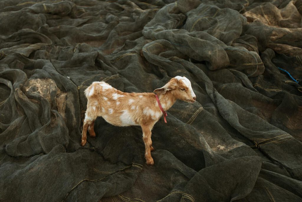 A small goat stands on fishing nets in East Nusa Tenggara, Indonesia.